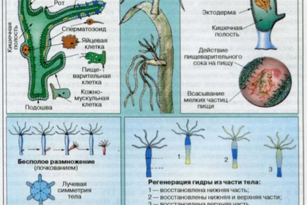 Кракен это современный даркнет