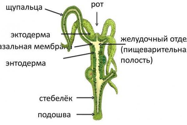 Gidra магазин